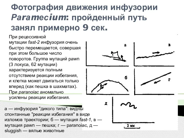 Фотография движения инфузории Раrаmесium: пройденный путь занял примерно 9 сек. При рецессивной