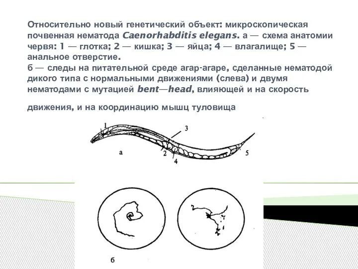 Относительно новый генетический объект: микроскопическая почвенная нематода Caenorhabditis elegans. а — схема