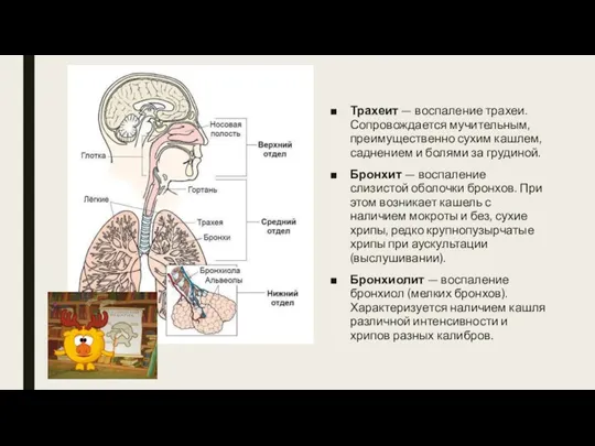 Трахеит — воспаление трахеи. Сопровождается мучительным, преимущественно сухим кашлем, саднением и болями