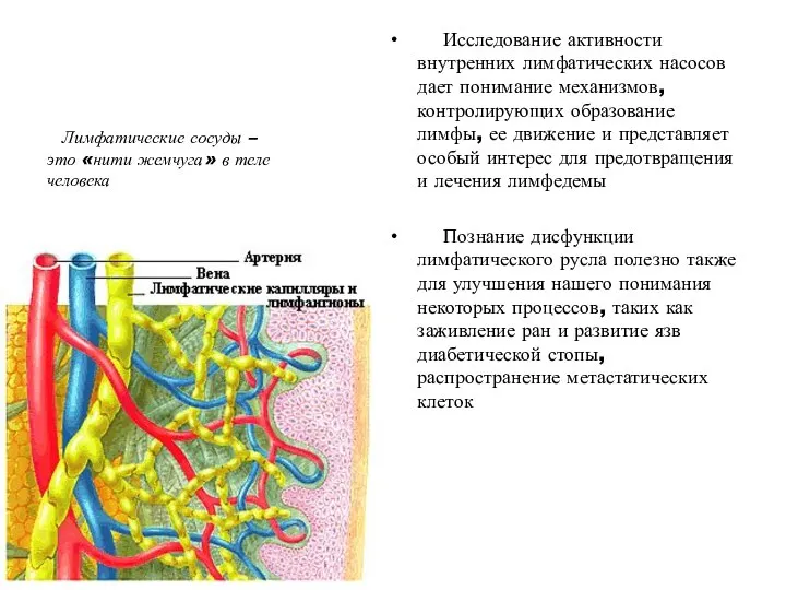 Исследование активности внутренних лимфатических насосов дает понимание механизмов, контролирующих образование лимфы, ее