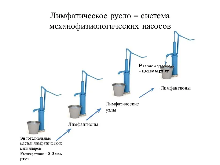 Лимфатическое русло – система механофизиологических насосов Эндотелиальные клетки лимфатических капилляров Рв интерстиции