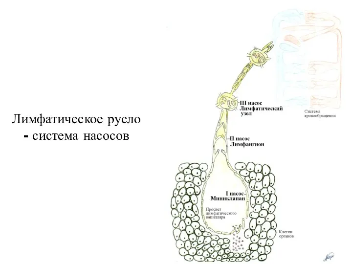 Лимфатическое русло - система насосов