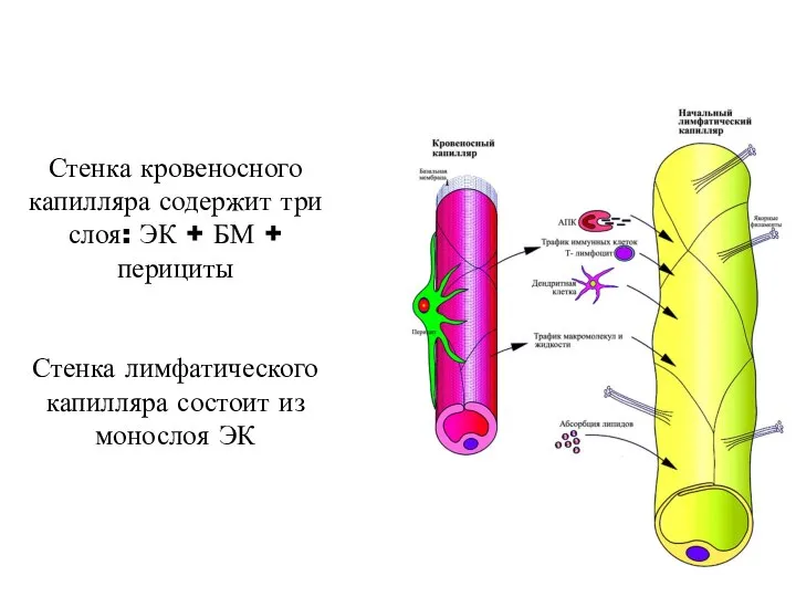 Стенка кровеносного капилляра содержит три слоя: ЭК + БМ + перициты Стенка