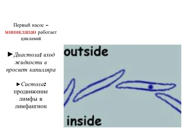Первый насос – миниклапан работает циклами: ►Диастола: вход жидкости в просвет капилляра