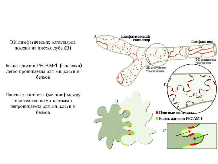 ЭК лимфатических капилляров похожи на листья дуба (В) Белки адгезии РЕСАМ-1 (заклепки)