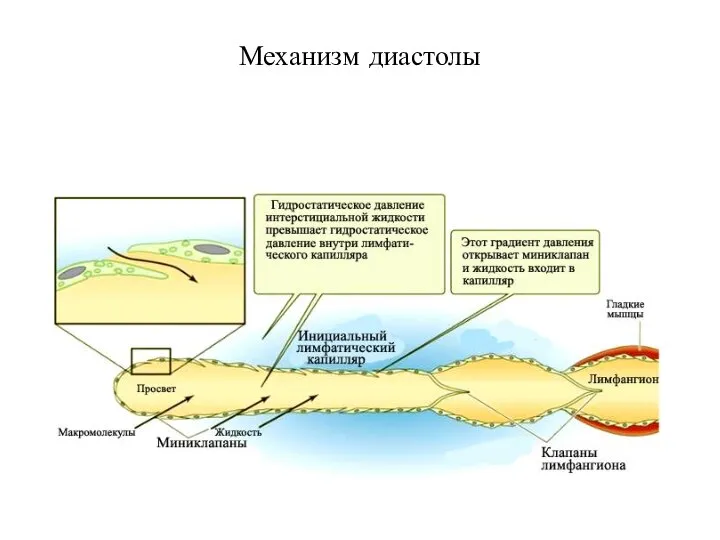 Механизм диастолы