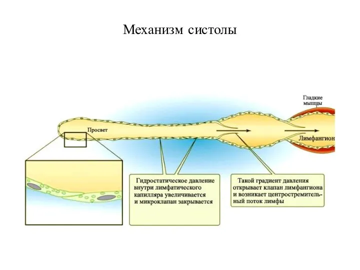 Механизм систолы