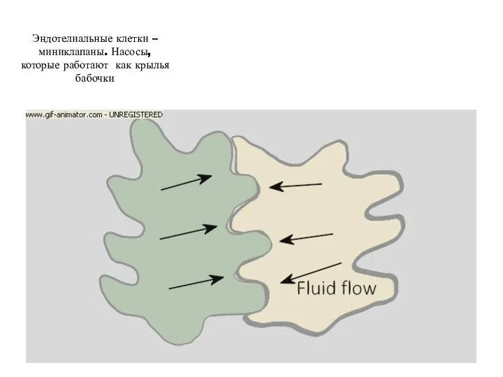 Эндотелиальные клетки – миниклапаны. Насосы, которые работают как крылья бабочки