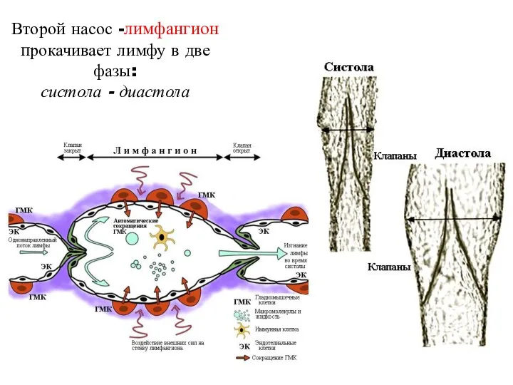 Второй насос -лимфангион прокачивает лимфу в две фазы: систола - диастола