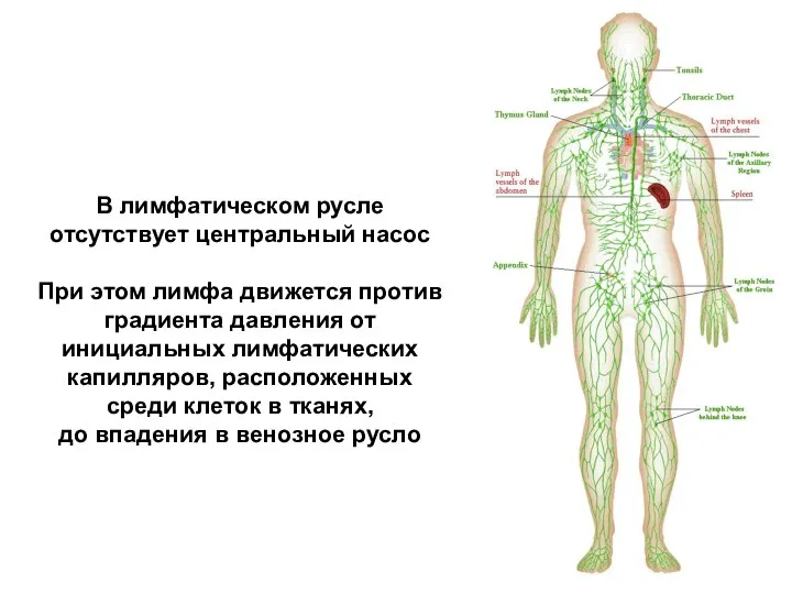 В лимфатическом русле отсутствует центральный насос При этом лимфа движется против градиента