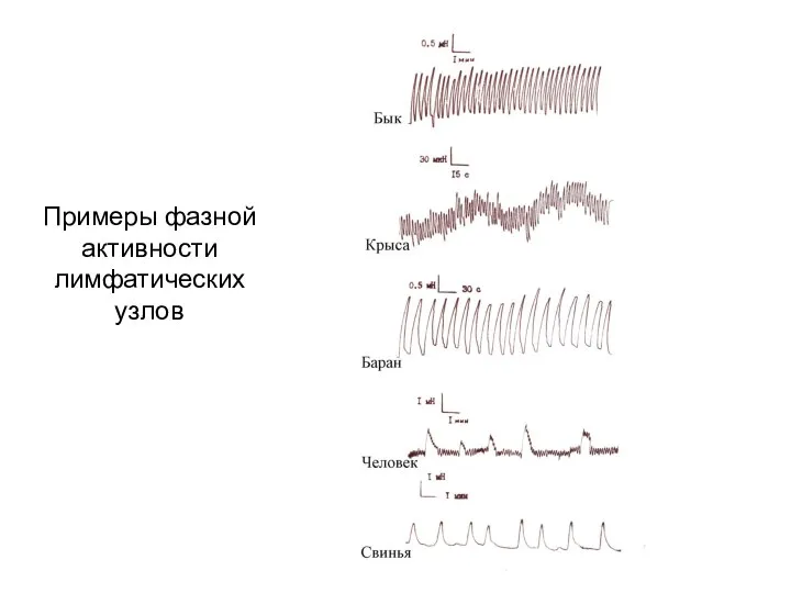 Примеры фазной активности лимфатических узлов