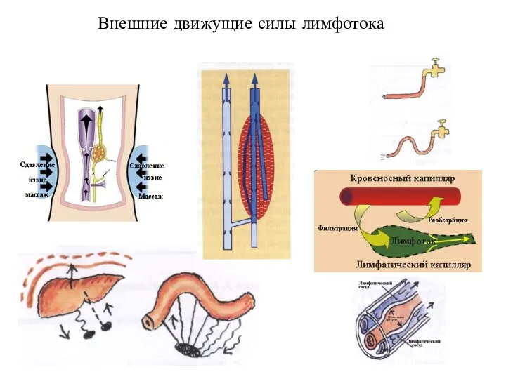 Внешние движущие силы лимфотока