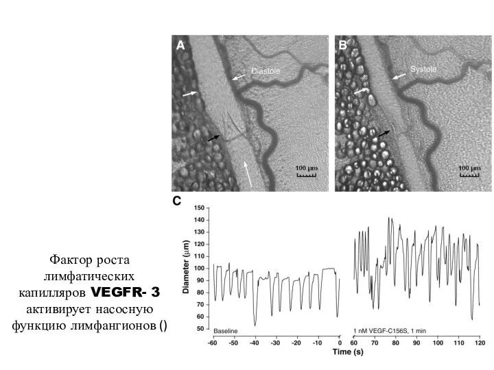 Фактор роста лимфатических капилляров VEGFR- 3 активирует насосную функцию лимфангионов ()
