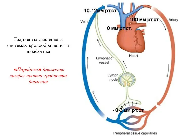 Градиенты давления в системах кровообращения и лимфотока «Парадокс» движения лимфы против градиента давления