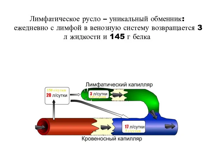 Лимфатическое русло – уникальный обменник: ежедневно с лимфой в венозную систему возвращается