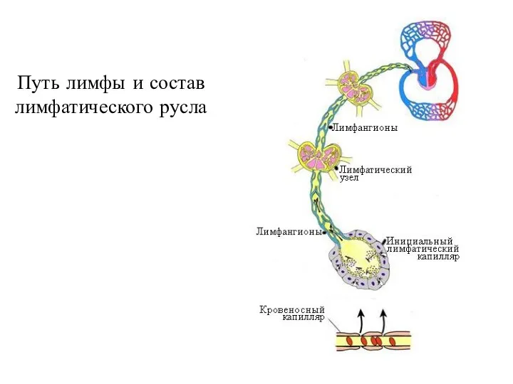 Путь лимфы и состав лимфатического русла