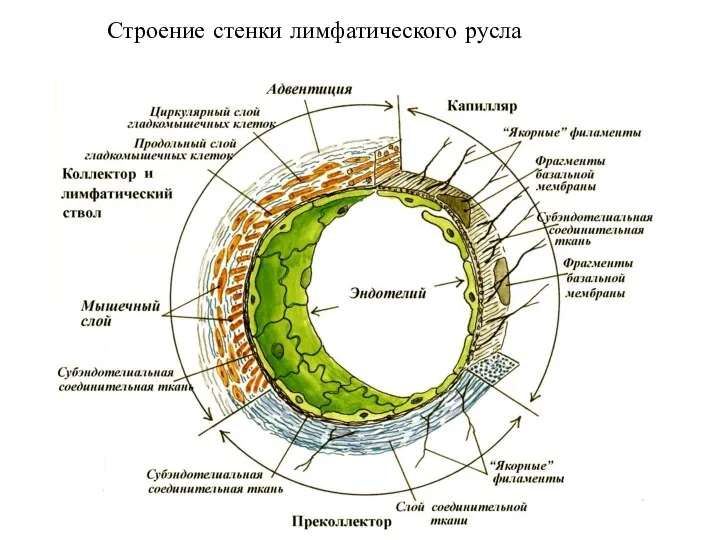 Строение стенки лимфатического русла