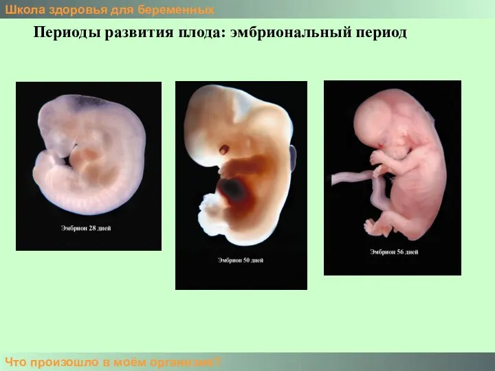 Школа здоровья для беременных Что произошло в моём организме? Периоды развития плода: эмбриональный период