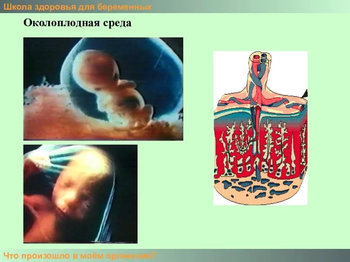 Школа здоровья для беременных Что произошло в моём организме? Околоплодная среда