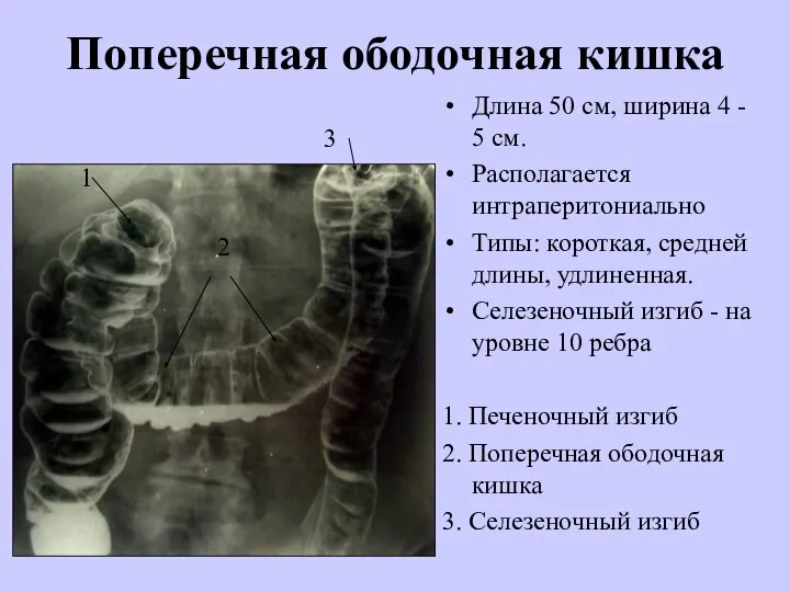 Поперечная ободочная кишка Длина 50 см, ширина 4 - 5 см. Располагается