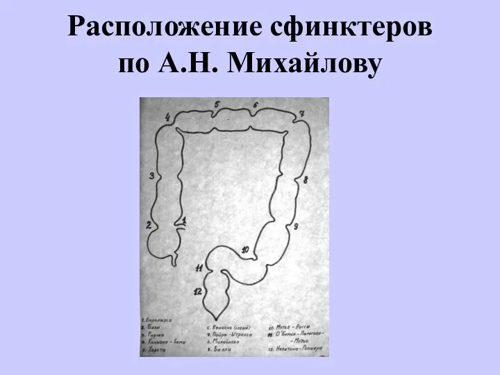 Расположение сфинктеров по А.Н. Михайлову