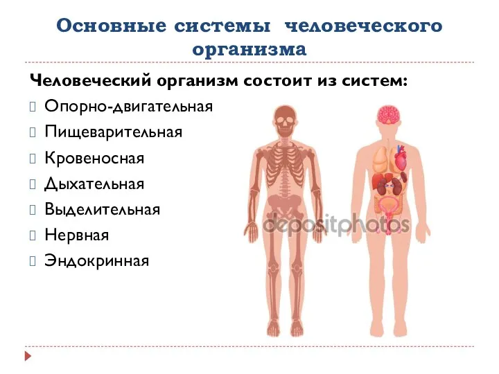 Основные системы человеческого организма Человеческий организм состоит из систем: Опорно-двигательная Пищеварительная Кровеносная Дыхательная Выделительная Нервная Эндокринная