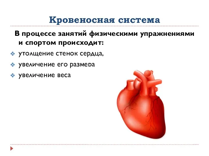 Кровеносная система В процессе занятий физическими упражнениями и спортом происходит: утолщение стенок