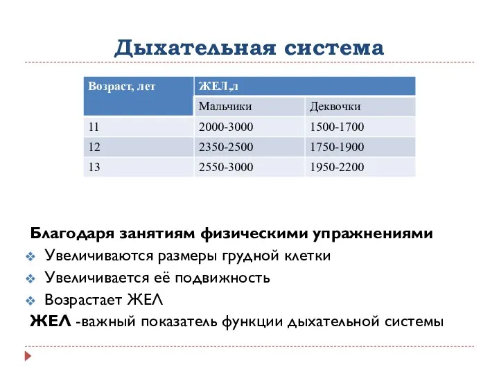 Дыхательная система Благодаря занятиям физическими упражнениями Увеличиваются размеры грудной клетки Увеличивается её