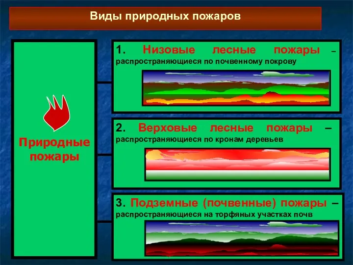 Природные пожары Виды природных пожаров 1. Низовые лесные пожары – распространяющиеся по