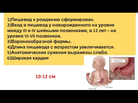 1)Пищевод к рождению сформирован. 2)Вход в пищевод у новорожденного на уровне между