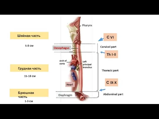 Грудная часть Шейная часть С VI Th I-II С IX-X Брюшная часть