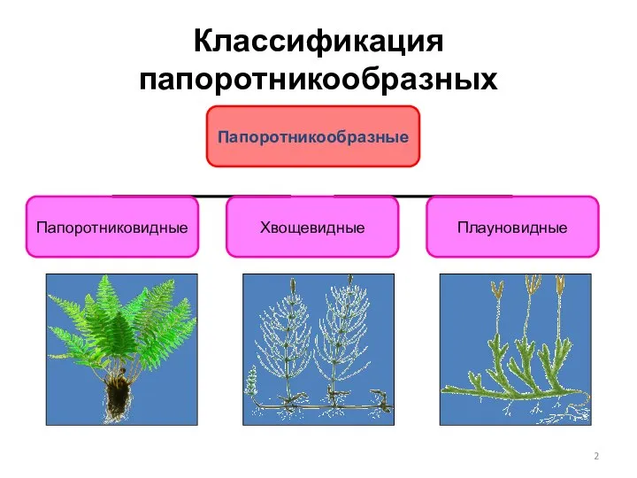 Классификация папоротникообразных