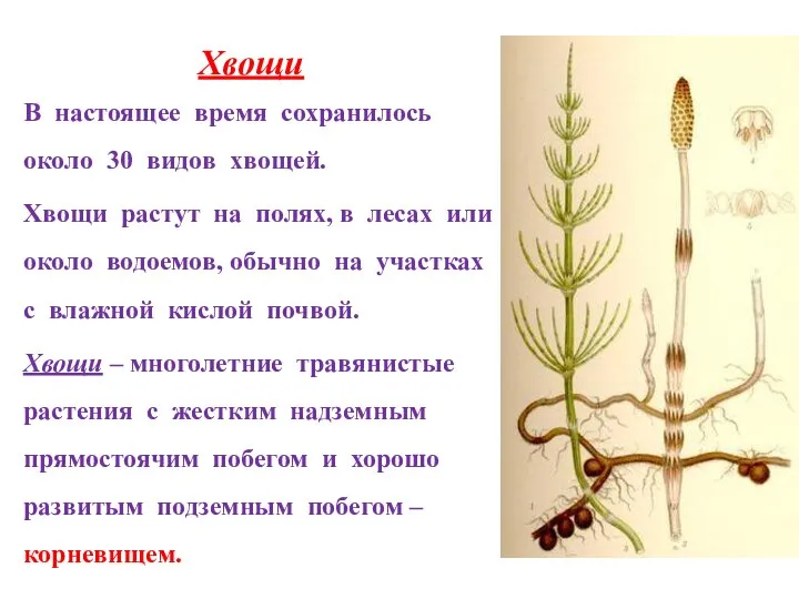 Хвощи В настоящее время сохранилось около 30 видов хвощей. Хвощи растут на