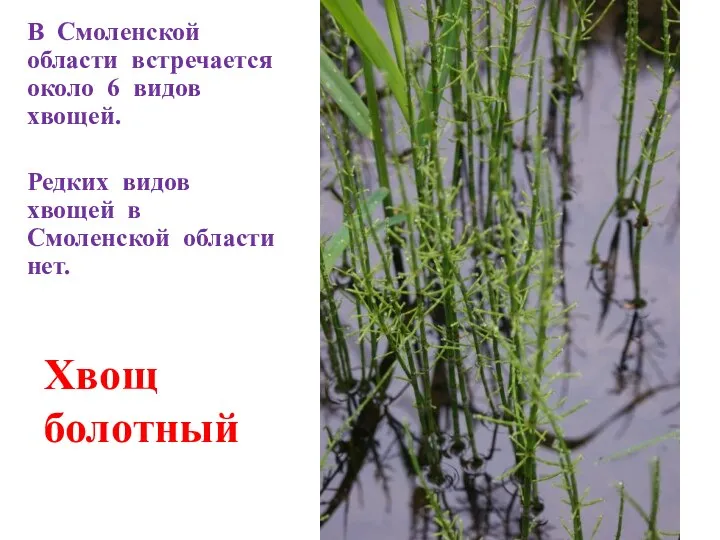 В Смоленской области встречается около 6 видов хвощей. Редких видов хвощей в