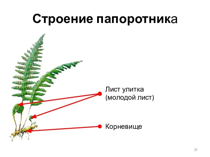 Строение папоротника