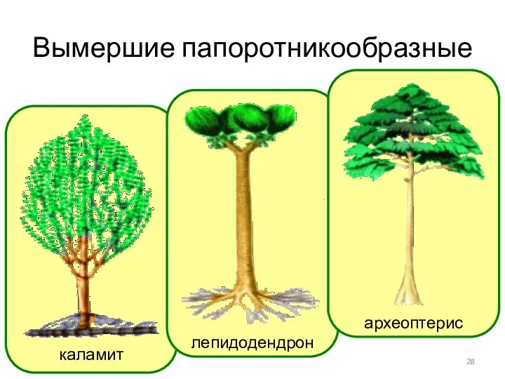 Вымершие папоротникообразные