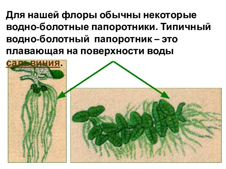 Для нашей флоры обычны некоторые водно-болотные папоротники. Типичный водно-болотный папоротник – это