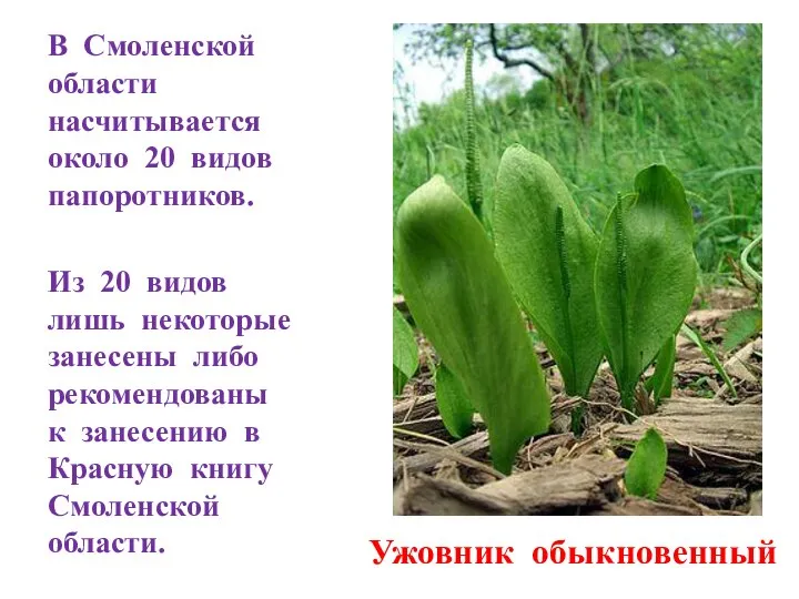 В Смоленской области насчитывается около 20 видов папоротников. Из 20 видов лишь