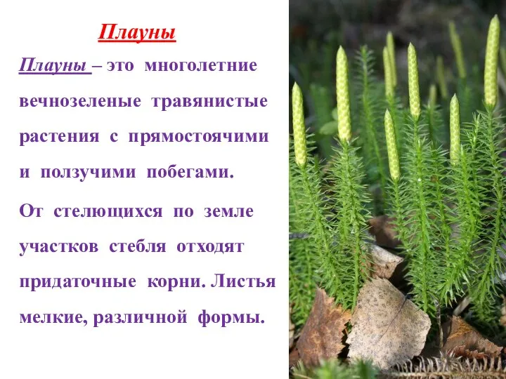 Плауны Плауны – это многолетние вечнозеленые травянистые растения с прямостоячими и ползучими