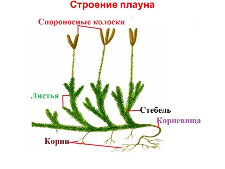 Строение плауна