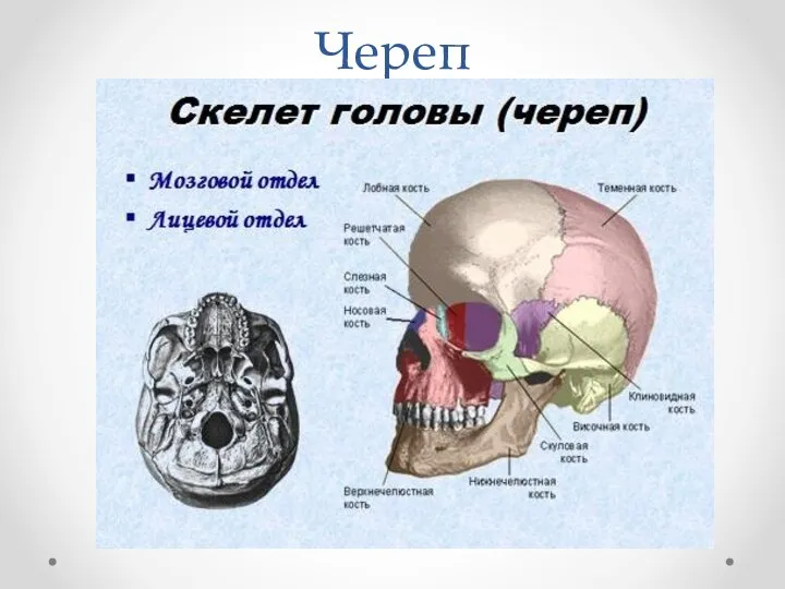 Череп