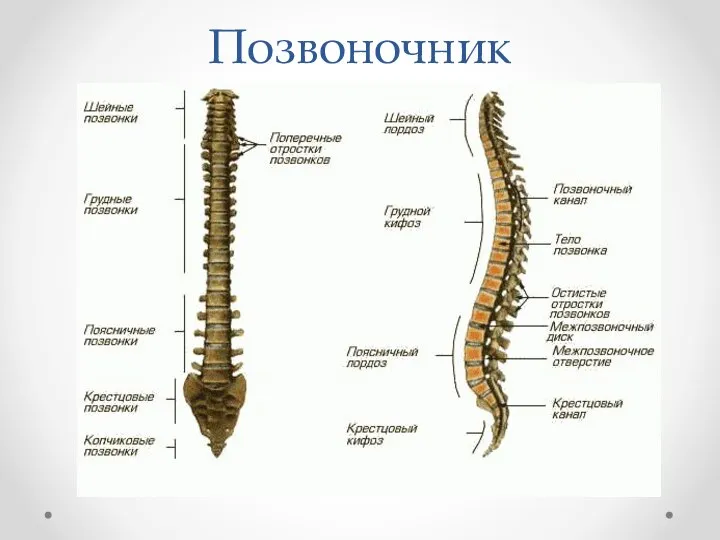 Позвоночник