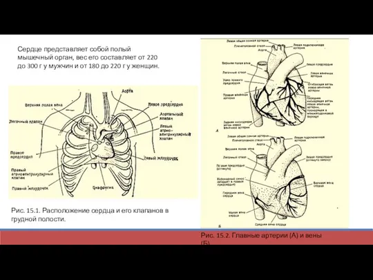 Сердце представляет собой полый мышечный орган, вес его составляет от 220 до