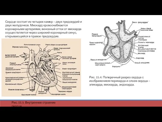 Сердце состоит из четырех камер – двух предсердий и двух желудочков. Миокард
