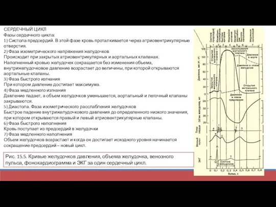 СЕРДЕЧНЫЙ ЦИКЛ Фазы сердечного цикла: 1) Систола предсердий. В этой фазе кровь