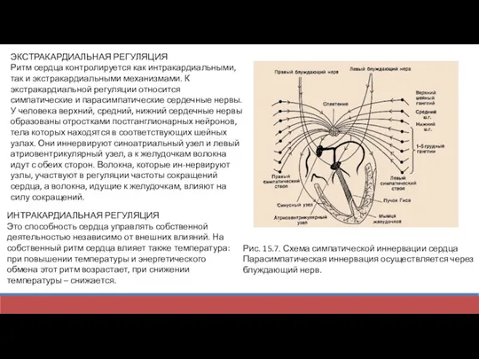 ЭКСТРАКАРДИАЛЬНАЯ РЕГУЛЯЦИЯ Ритм сердца контролируется как интракардиальными, так и экстракардиальными механизмами. К