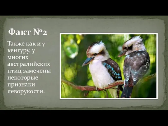 Также как и у кенгуру, у многих австралийских птиц замечены некоторые признаки леворукости. Факт №2