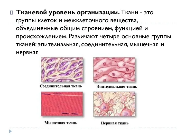 Тканевой уровень организации. Ткани - это группы клеток и межклеточного вещества, объединенные