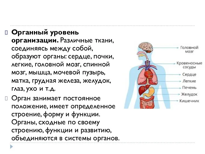 Органный уровень организации. Различные ткани, соединяясь между собой, образуют органы: сердце, почки,