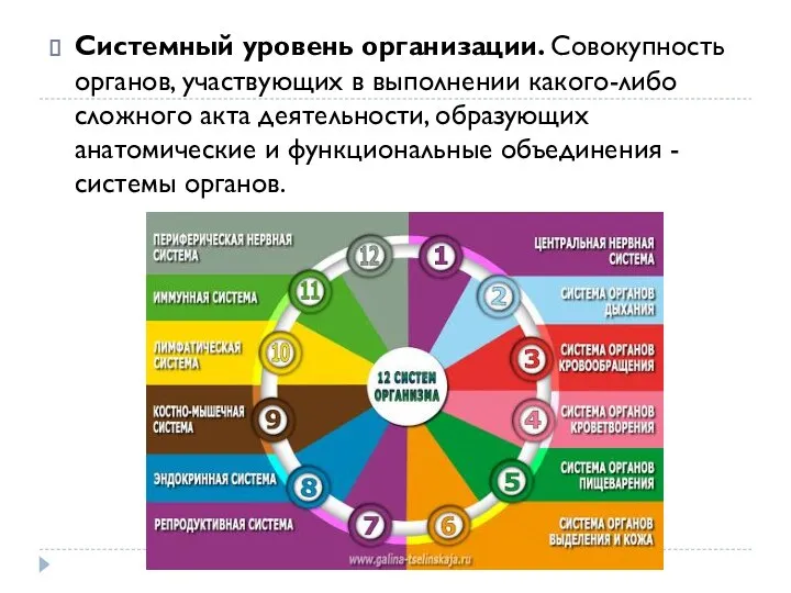 Системный уровень организации. Совокупность органов, участвующих в выполнении какого-либо сложного акта деятельности,